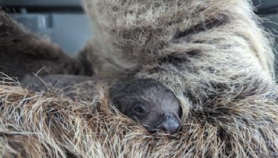 Meet the Denver Zoo’s new baby sloth