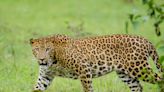 Eight-year-old girl mauled to death by leopard in UP