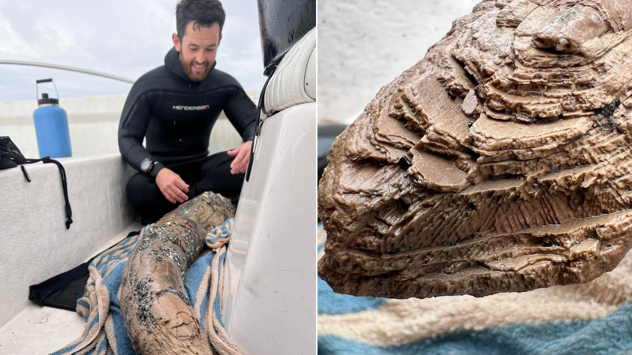 Fossil-hunting diver makes stunning ancient find off Florida coast: 'Very rare'
