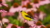 13 Plants That Will Attract Birds To Your Garden