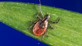 Tick Season Has Arrived: Protect Yourself With These Tips