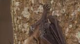 Nature: Northern long-eared bat facing extinction in Ohio due to flourishing fungus