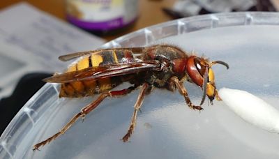 Giant hornets are here — but they're not the ones you might think
