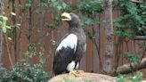 National Aviary reveals name of Steller’s Sea Eagle chosen in naming contest