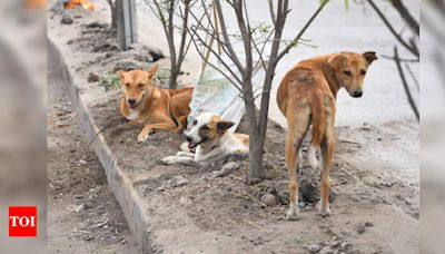 Dogs maul 18-month-old, 108-year-old to death | Hyderabad News - Times of India