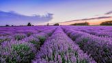 Crucial lavender care tip will encourage beautiful blooms until summer