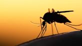 Mosquito research project being conducted in Jonesboro - Talk Business & Politics