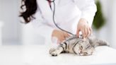 貓咪不舒服的18種徵兆！各年齡常見疾病一次看，定期健檢、早期發現並預防 | 蕃新聞