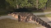 'King of the neighborhood:' Watch as massive alligator crosses road in North Carolina town