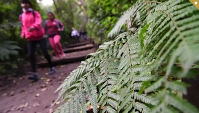 Las Yungas, ¿puede ser declarada Patrimonio Natural de la Humanidad por la Unesco?