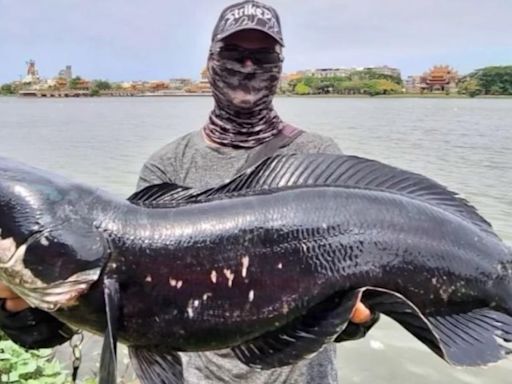 蓮池潭驚見83cm魚虎！他搏鬥10分鐘才釣起 釣客直呼超罕見