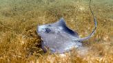 Stingrays Are a Bigger Threat Than Sharks