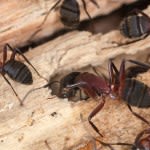 How to Get Rid of Carpenter Ants Safely