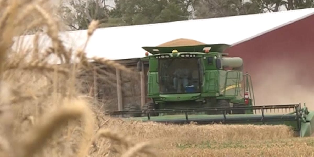 Strong start: Wheat harvest in Wichita area smashing last year’s production