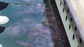 Moon jellyfish can sting people and clog machinery, but Florida sea turtles love them