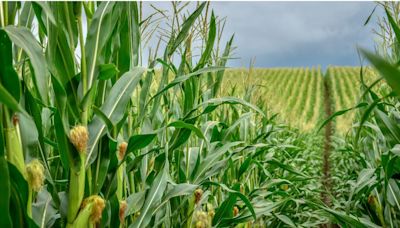 Milho: Impactos climáticos sobre a produção nacional seguem no radar | Agro Estadão