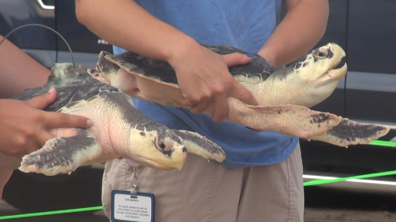 Mystic releases critically endangered sea turtles from RI beach