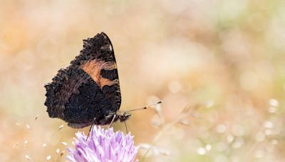 Los mejores lugares en España para ver mariposas