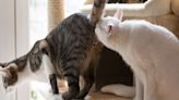 【獸誌揭秘】貓咪的秘密「屁語」：肛腺細菌透露「動物溝通」新維度