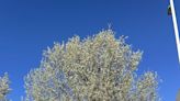 If the Bradford pear tree is banned, why are there so many in Northeast Ohio?