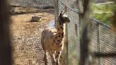 Testimony on condition of 100 Natural Bridge Zoo animals comes to a close