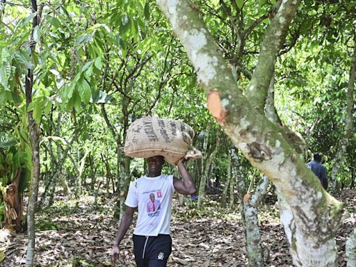 Cocoa Climbs on Concern More Rains Needed in Key Growing Areas