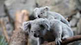 Double trouble as zoo reveals two baby koalas for the first time