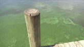 Warning: Doctors Lake has blue-green algae that can be toxic