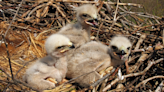 Famous Eagle Couple in California Just Welcomed 2 Tiny Hatchlings