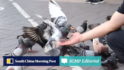 Opinion | Leave feeding to birds or risk nasty Hong Kong legal bite