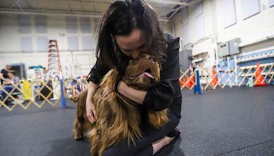 Michigan dog, whose breed nearly went extinct, heads to Westminster dog show