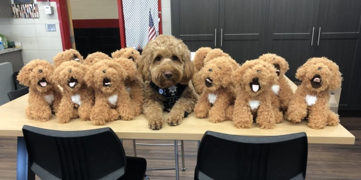 Students hope to share ‘Major’ joy of therapy dog with look-a-like plushes for all