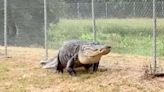 'Absolute Dinosaur' of an Alligator Removed from Florida Path Frequented by Schoolchildren