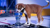 'Stanley Pup' competition to raise awareness of animal adoption | NHL.com