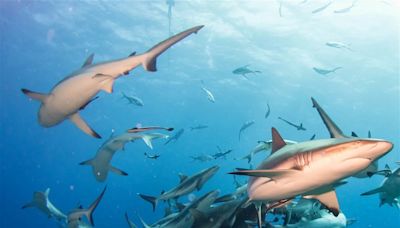 Cuántos ataques de tiburones se han registrado en España y dónde han ocurrido