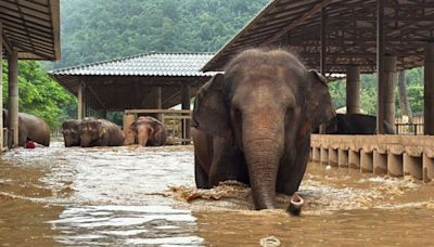 Un centenar de elefantes rescatados escapan de las inundaciones en un popular santuario del norte de Tailandia | CNN