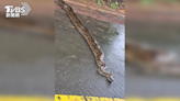 「蛇」麼！ 端午前驚見超巨緬甸蟒專家：超過3米│TVBS新聞網