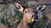 Estes Park sees second elk attack in less than a week
