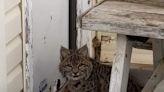 'Are you after my mice?': B.C. pilot films encounter with young bobcat
