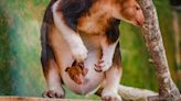 ‘Celebratory moment’ as rare tree kangaroo emerges from mother’s pouch