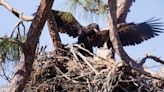 Southwest Florida Eagle Cam: Everything to know as the season gradually comes to a close