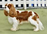 Cavalier King Charles Spaniel