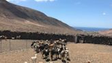 Apañadas majoreras: un buen plan para patear la Fuerteventura menos turística