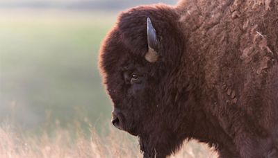 Careless couple corner bison in Yellowstone National Park, demonstrating perfectly how not to photograph wildlife