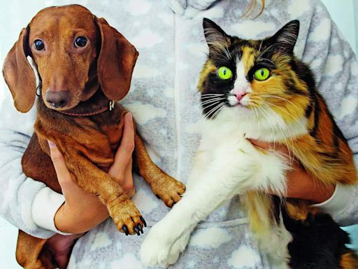 Animals Allergic to Humans: What You Need to Know