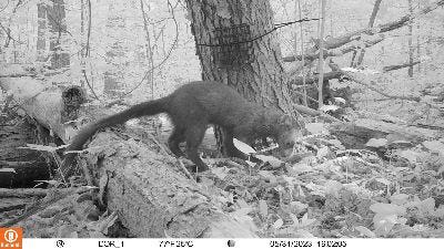 Fisher found in Kent? Animal gone for nearly two centuries making comeback in Ohio