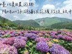 把握竹子湖繡球花季活動最後3天