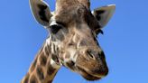 Zoo mourns death of 19-year-old giraffe