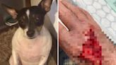 ‘XL bully’ that mauled elderly man’s dog to death in Charlton seized by police