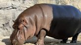 Gen-chan, el hipopótamo que dejó México como macho y en Japón resultó ser hembra